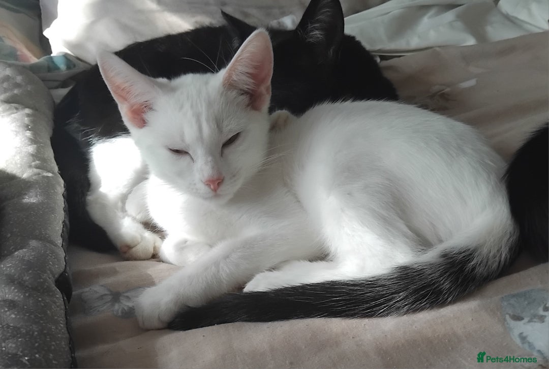 Domestic Shorthair cats for sale: 3 male kittens - Image 4
