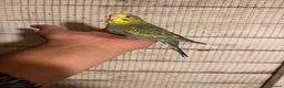 Budgerigars birds for sale: Budgies for sale £40 each Collection mk404nn - Advert 6