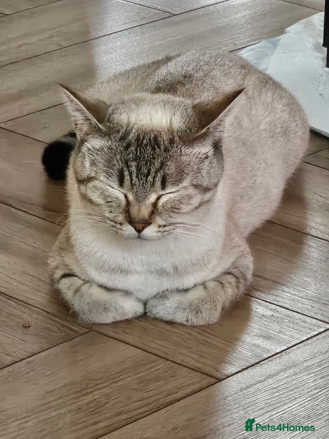 British Shorthair cats for sale: British colourpoint cross Ragdoll kittens - Advert 1