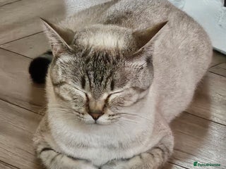 British Shorthair cats for sale: British colourpoint cross Ragdoll kittens - Advert 1