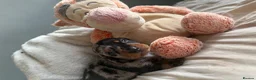 Miniature Dachshund dogs for sale: Gorgeous mini dachshund pups  - Advert 7