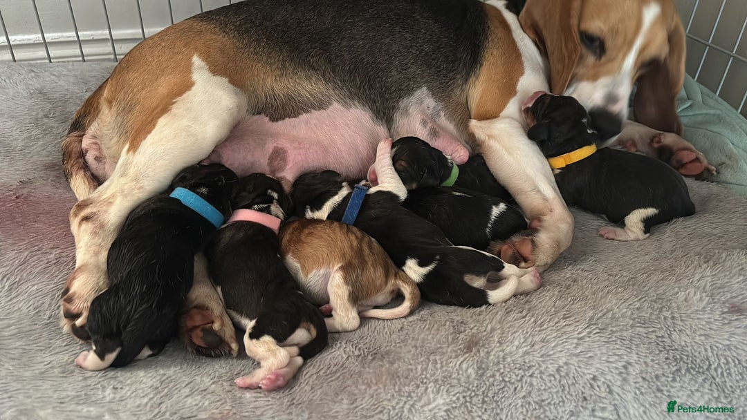 Beagle dogs for stud: Spot, Proven KC reg Beagle for stud in Sheffield - Image 6
