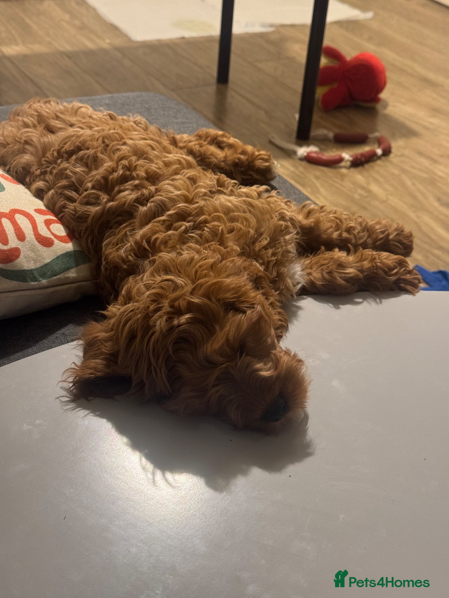 Cavapoo dogs Cavappo puppy for sale - Advert 7