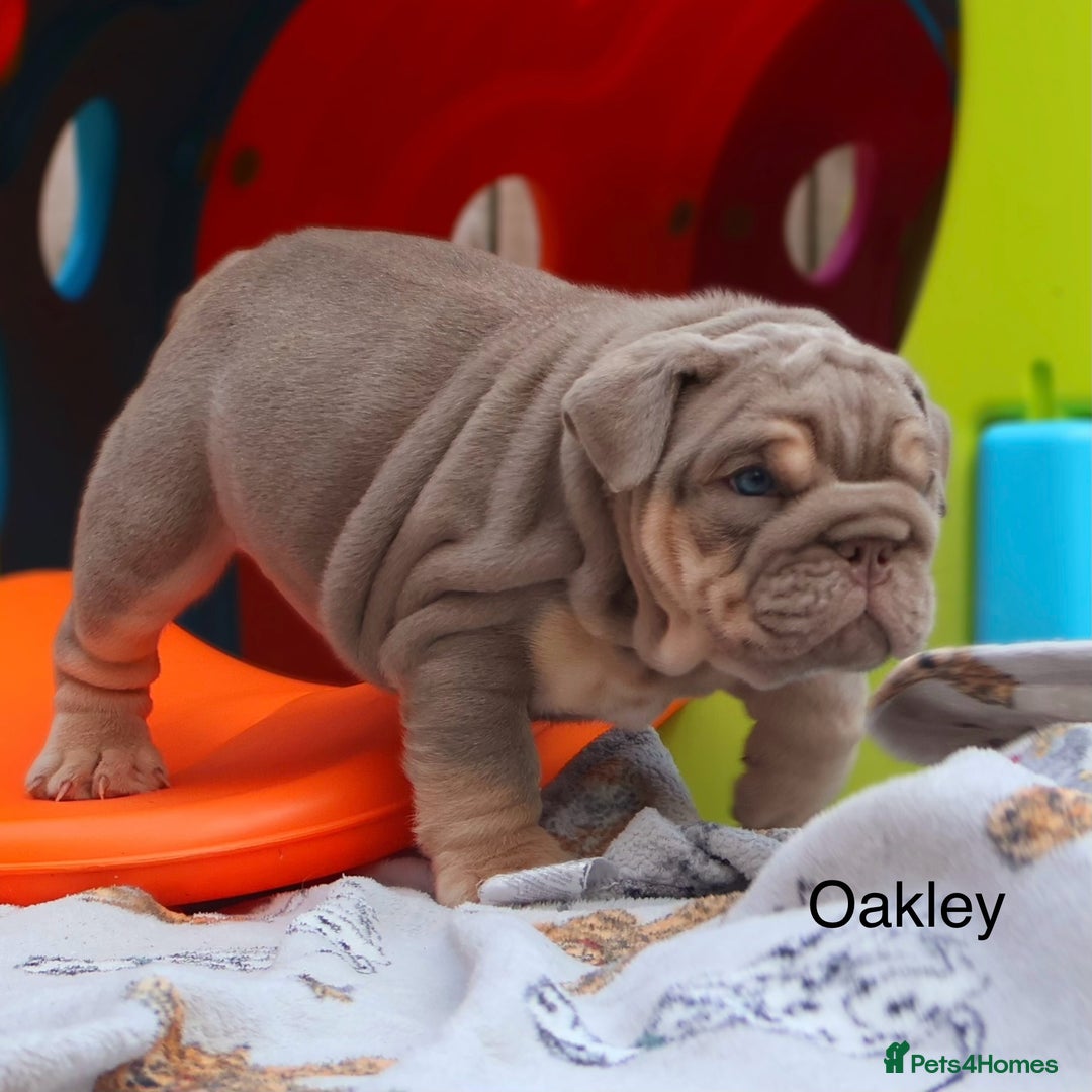 English Bulldog dogs for sale: Outstanding English bulldog puppies - Image 17