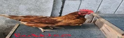 Chickens poultry for sale: 3 Warren Chickens - Advert 6
