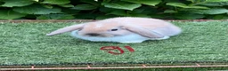 Mini Lop rabbits for sale: Pure bred mini lop baby Rabbits. - Advert 2