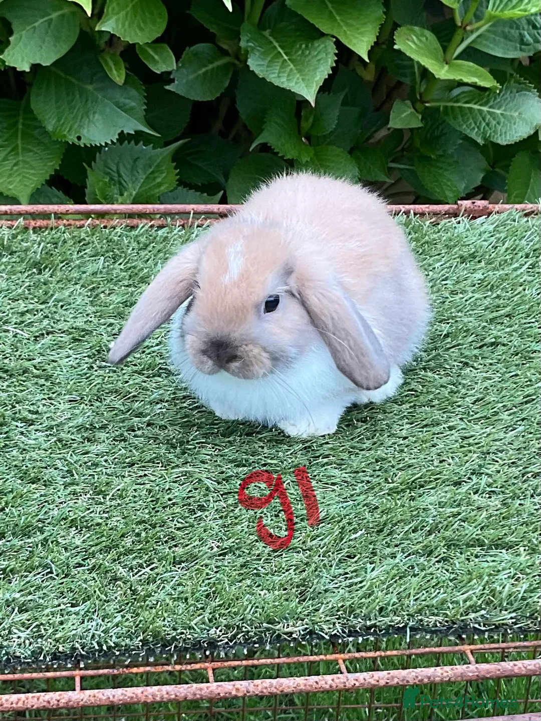 Mini Lop rabbits for sale: Pure bred mini lop baby Rabbits. - Advert 2