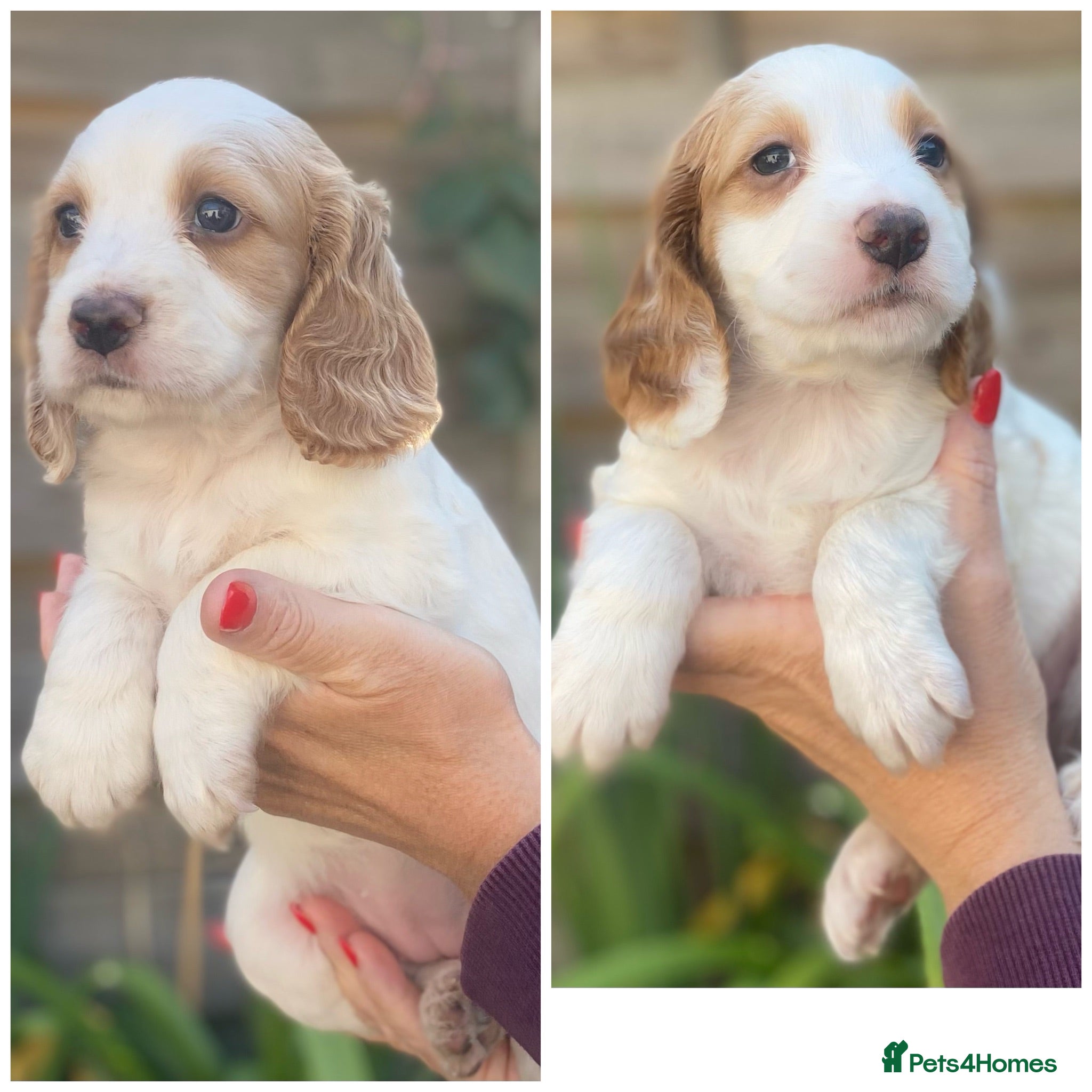 Cocker Spaniel dogs Beautiful KC Reg Working Cocker Spaniels Puppies - Advert 1