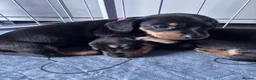 Dachshund dogs for sale: 4 x standard Black and Tan female Dachshund  in Birmingham - Advert 2
