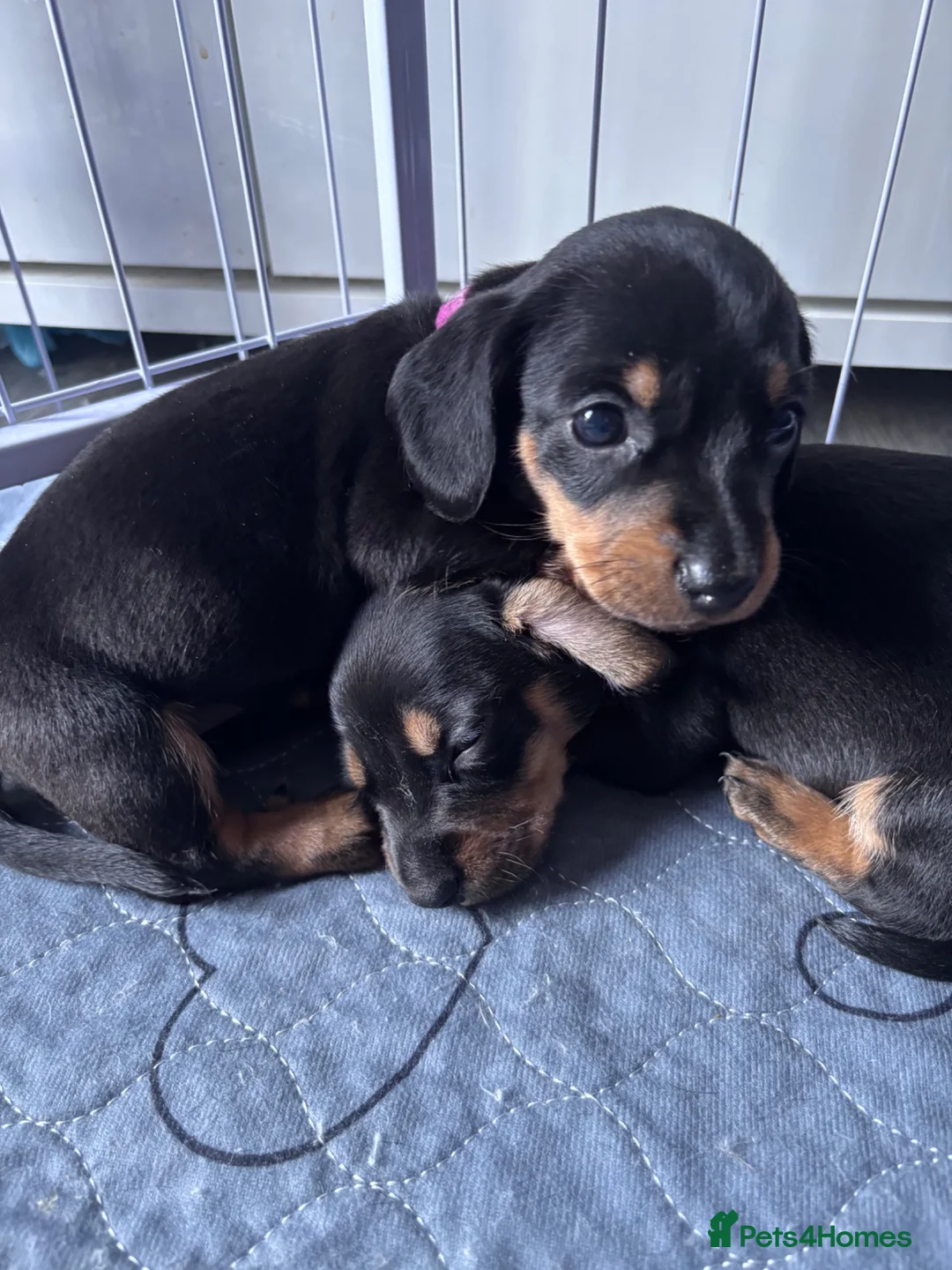 Dachshund dogs for sale: 4 x standard Black and Tan female Dachshund  in Birmingham - Advert 2