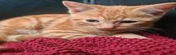 Mixed Breed cats for sale: Last male kitten for sale  - Advert 4