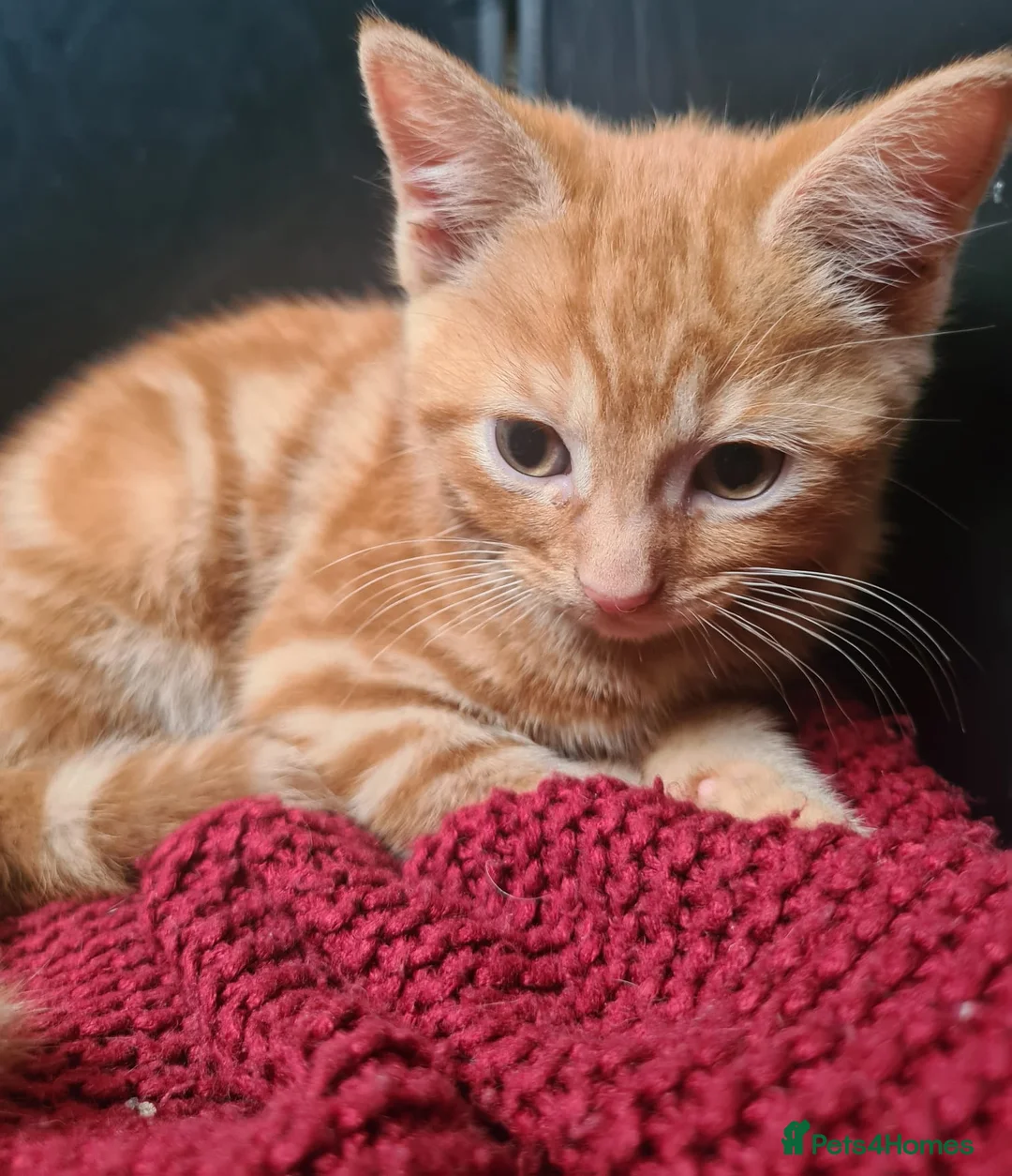 Mixed Breed cats for sale: Last male kitten for sale  - Advert 4
