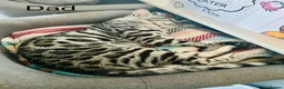 Bengal cats for sale: Pedigree Tica Bengal Kittens - Advert 5