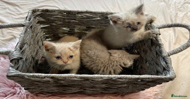 British Shorthair cats - Advert 4