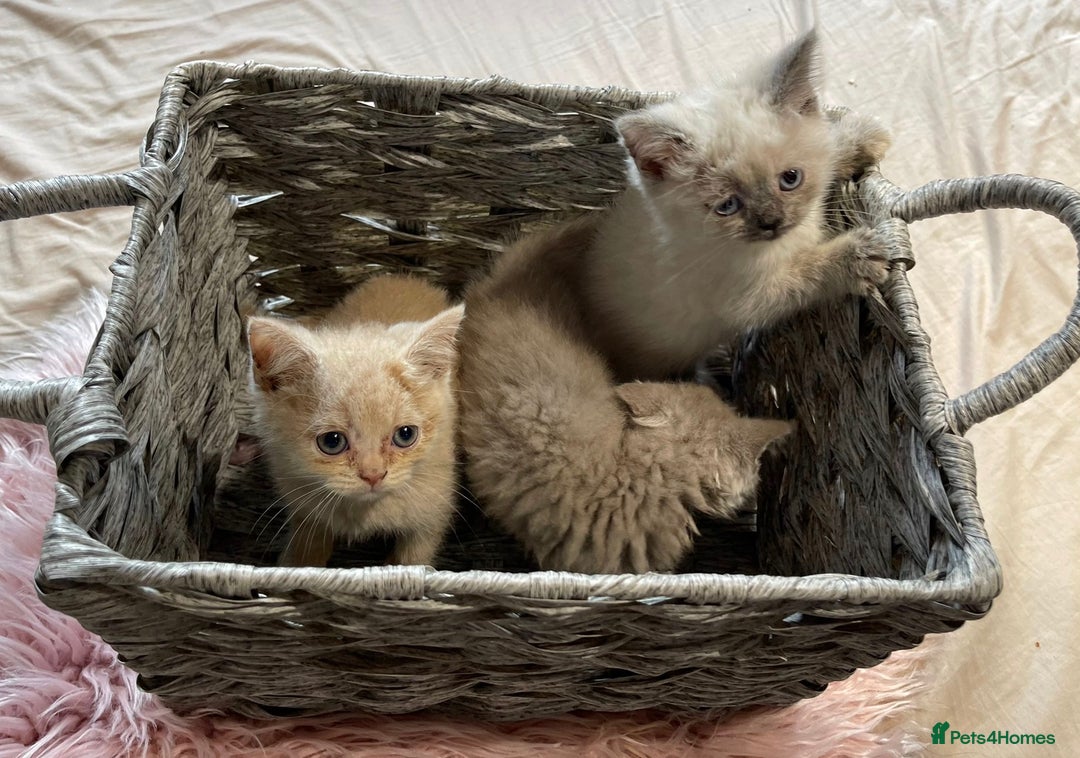 British Shorthair cats for sale: Stunning fluffy kittens  - Image 10