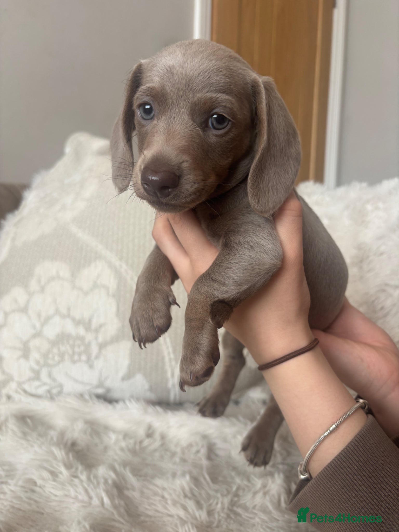 Miniature Dachshund dogs Kc registered miniature dachshund  - Advert 1