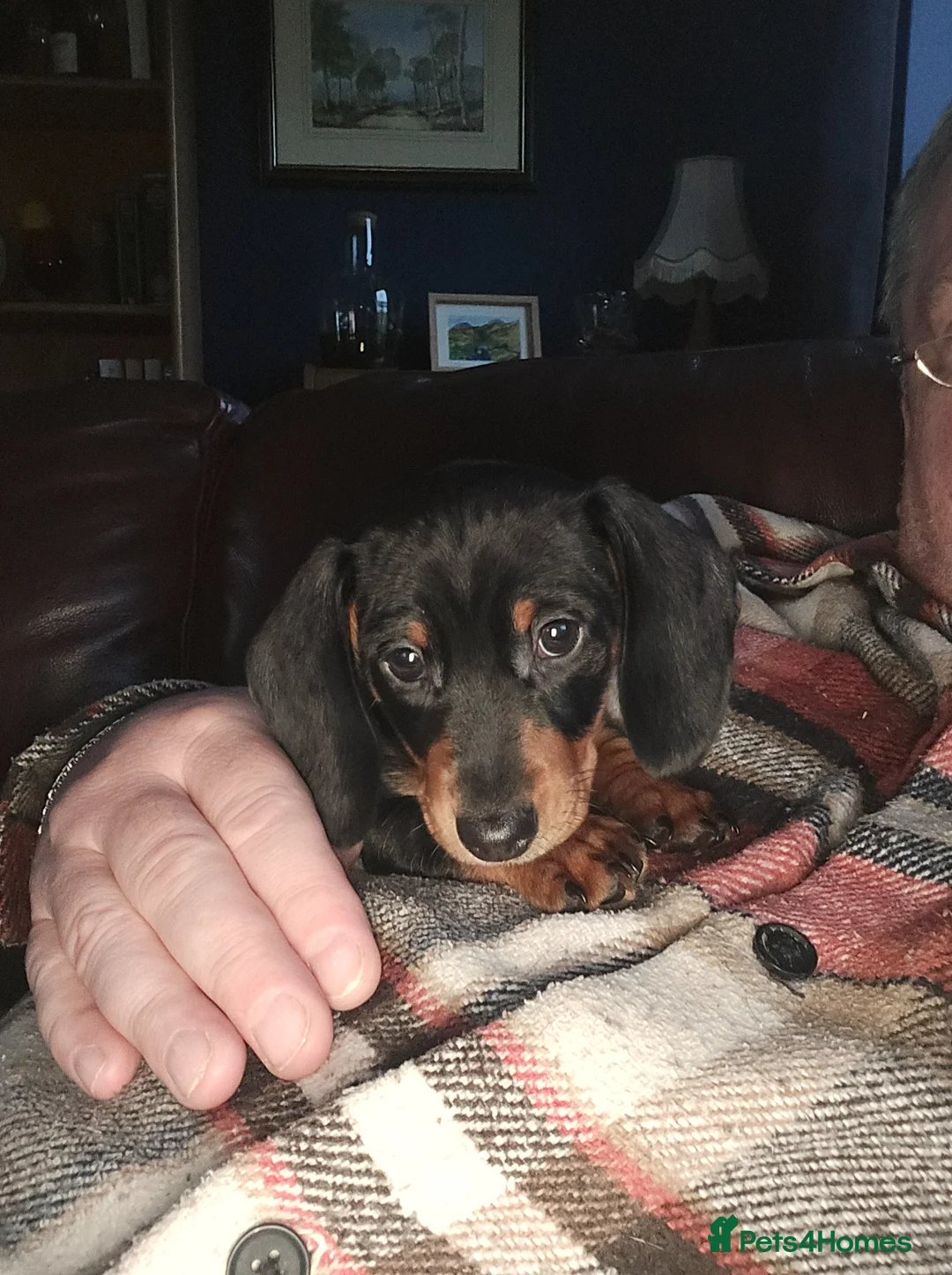 Dachshund dogs for sale: Dachshund pups first and only litter of both  - Advert 2