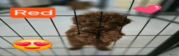 Cavapoo dogs for sale: Two Toy Cavapoo's Left - Both Girls - Advert 14