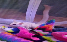 Sugar Glider rodents for sale: SOLD Rare male ruby leu sugar glider - Image 10