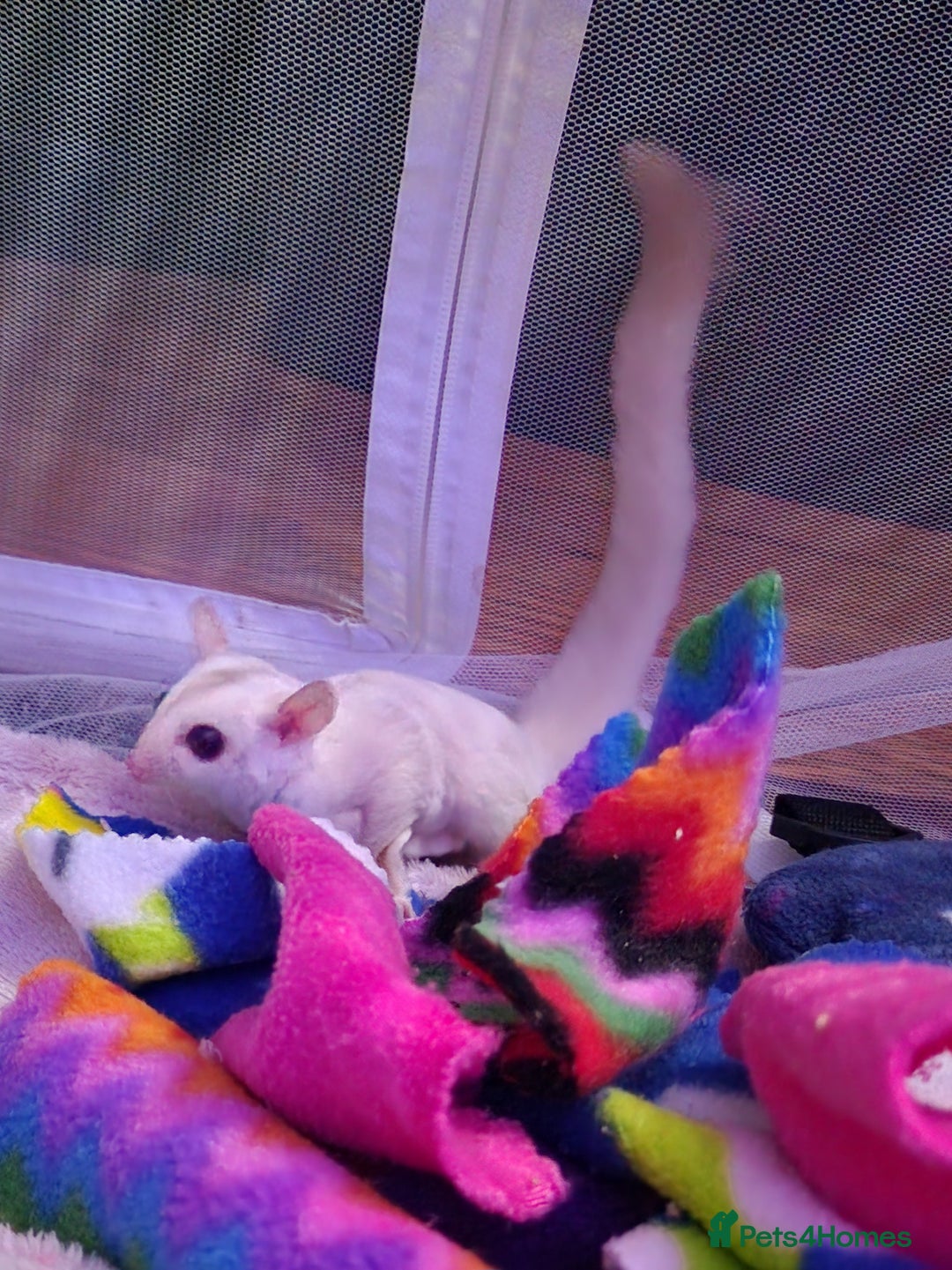 Sugar Glider rodents for sale: SOLD Rare male ruby leu sugar glider - Image 10