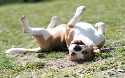 Beagle dogs for stud: Full Pedigree beagle for Stud! - Image 6