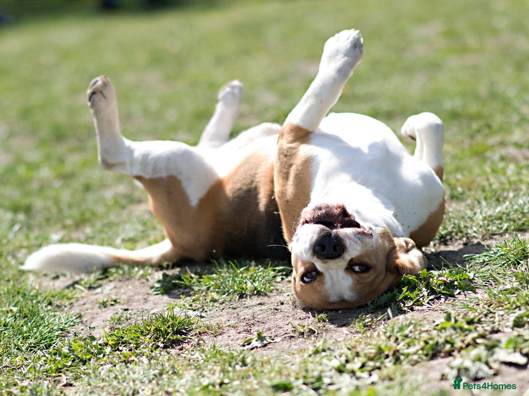 Beagle dogs for stud: Full Pedigree beagle for Stud! - Image 6