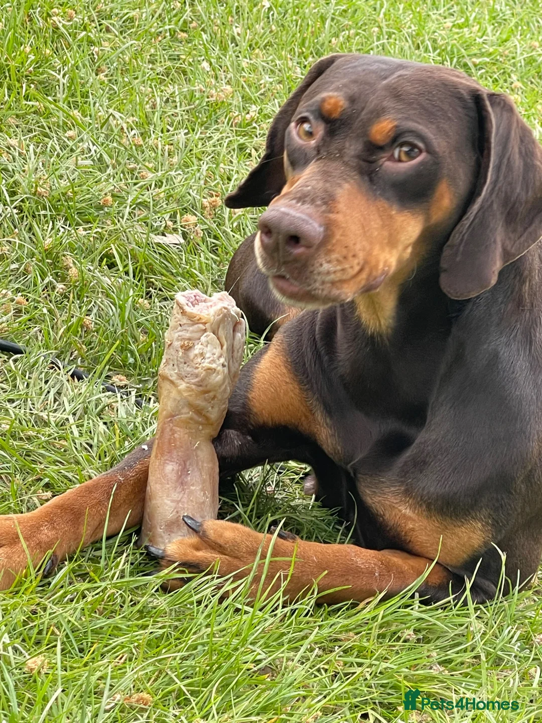 Mixed Breed dogs for sale: hungarian vizsla x german pointer pups  - Advert 2
