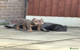 English Bulldog dogs for sale: Female lilac and tan English bulldog - Image 1