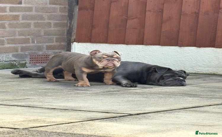 English Bulldog dogs - Advert 3