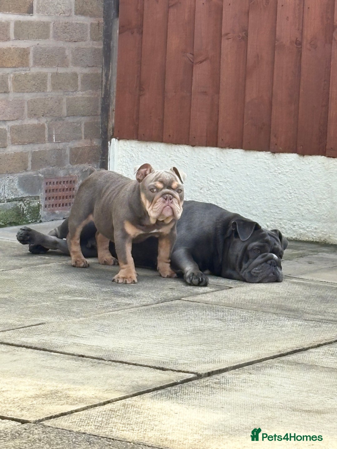 English Bulldog dogs for sale: Female lilac and tan English bulldog - Image 1