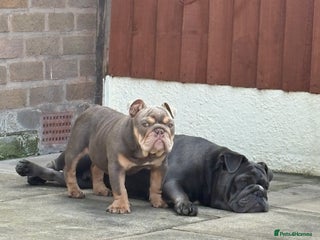 English Bulldog dogs - Advert 17