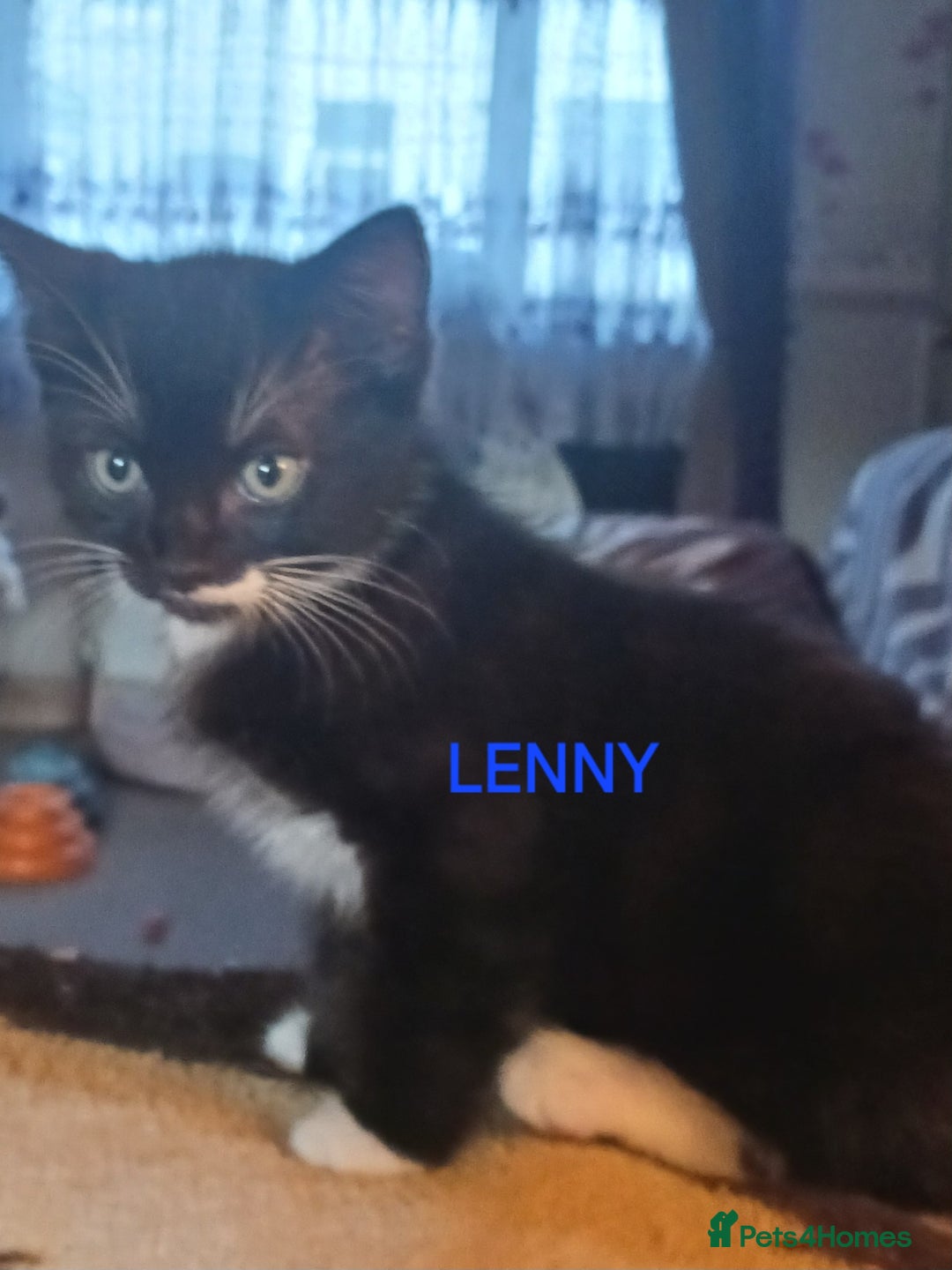 Ragdoll cats for sale: CUTE SOLID RAGDOLL KITTENS  - Image 2