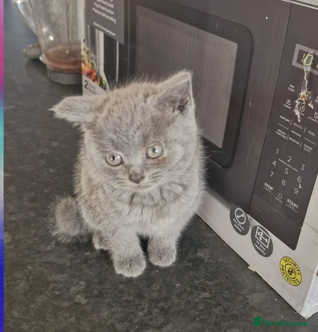 British Shorthair cats for sale: British shorthair boy - Advert 3