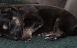 Shepsky dogs for sale: German shepherd x husky puppies - Image 17