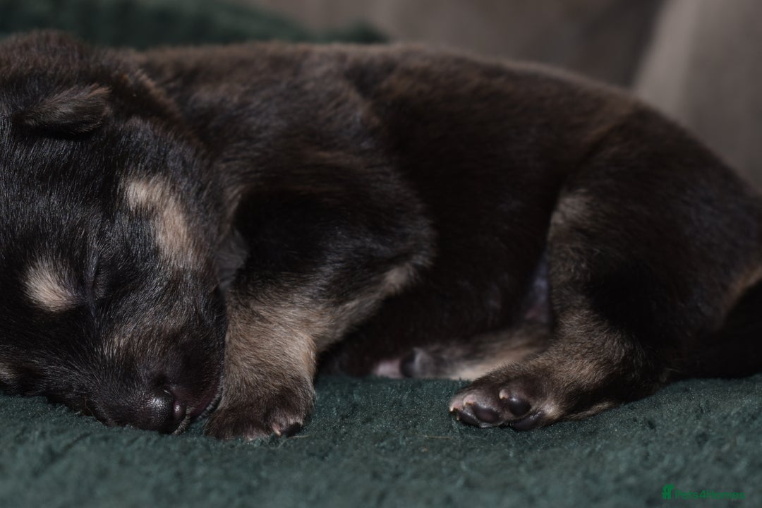 Shepsky dogs for sale: German shepherd x husky puppies - Image 17