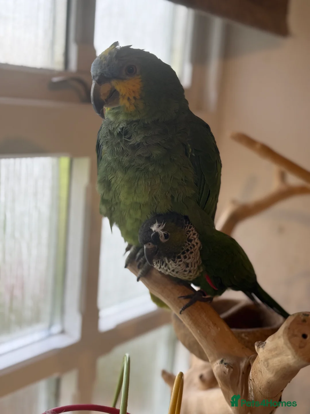 Parrots birds for sale: Orange winged Amazon black capped conure - Advert 1