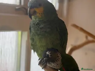 Parrots birds Orange winged Amazon black capped conure - Advert 1