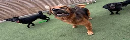 German Shepherd dogs for adoption: Harley is looking for a new forever home  in Castleford - Advert 4