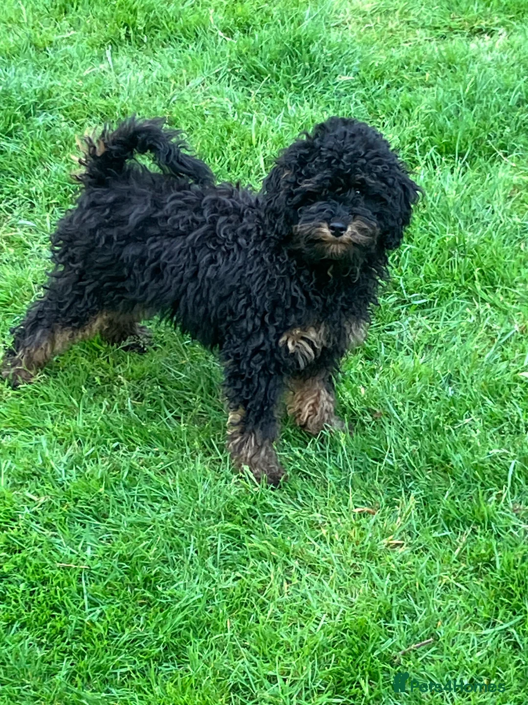 Cockapoo dogs for sale: COCKAPOO PUPPIES RED & BLACK in CAMBRIDGESHIRE  - Advert 18