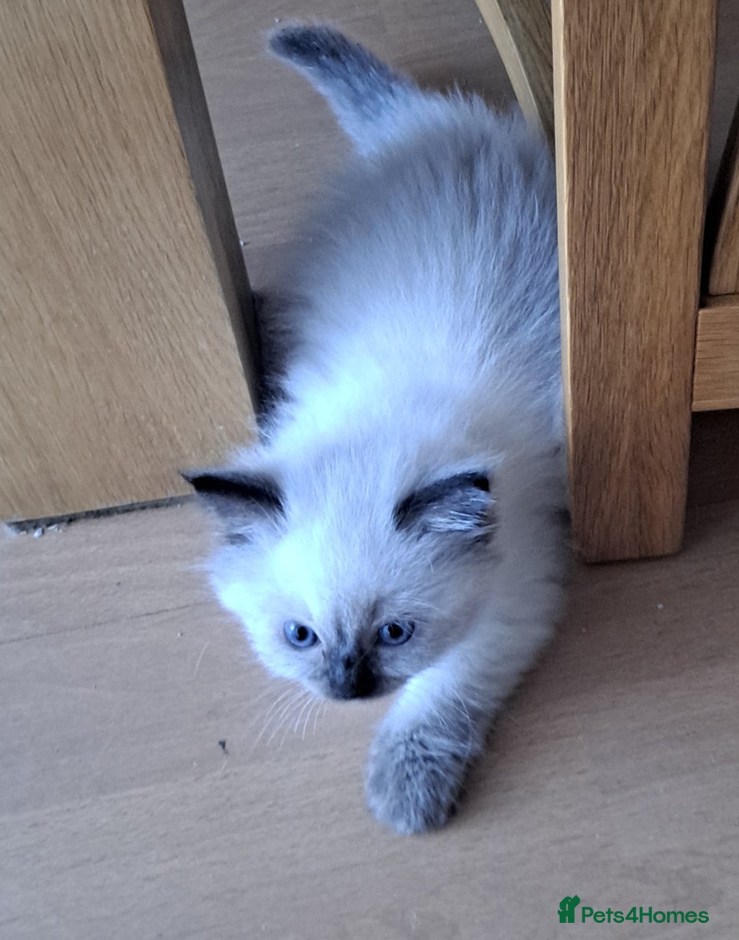 Ragdoll cats for sale: Ragdoll Kitten Ready for a Loving Home - Image 4