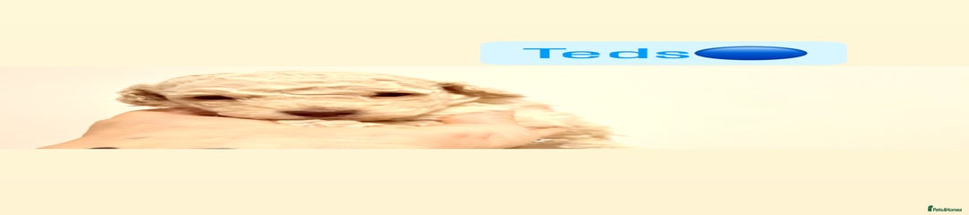 Miniature Poodle Teds