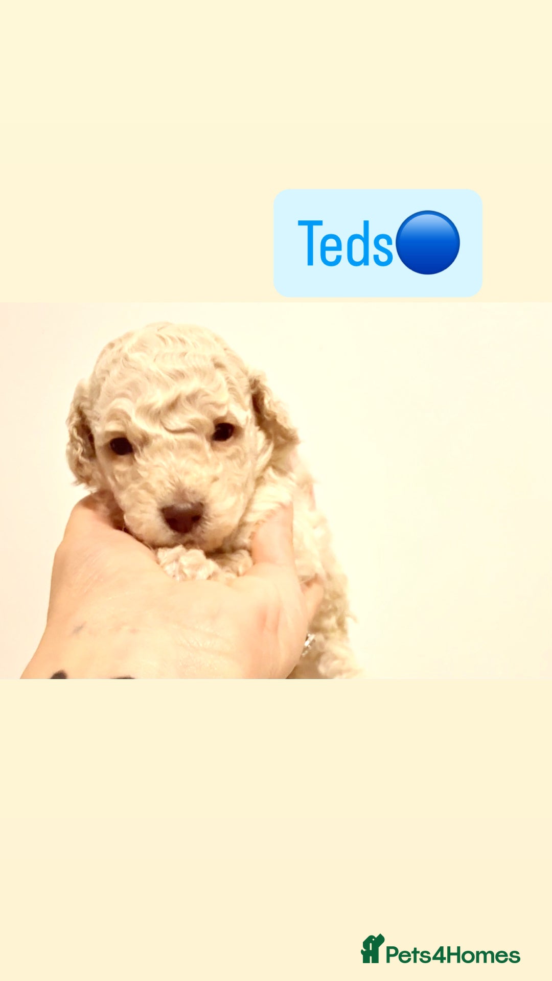 Miniature Poodle dogs for sale: Miniature Pedigree Poodles  - Advert 6