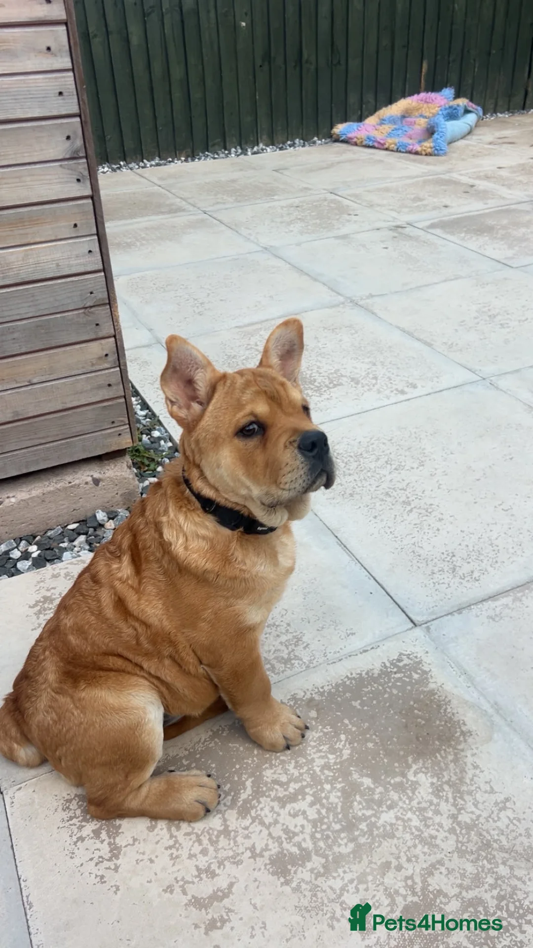 Mixed Breed dogs for sale: Fluffy British Bulldog Cross Chow Puppies – Rare - Advert 2