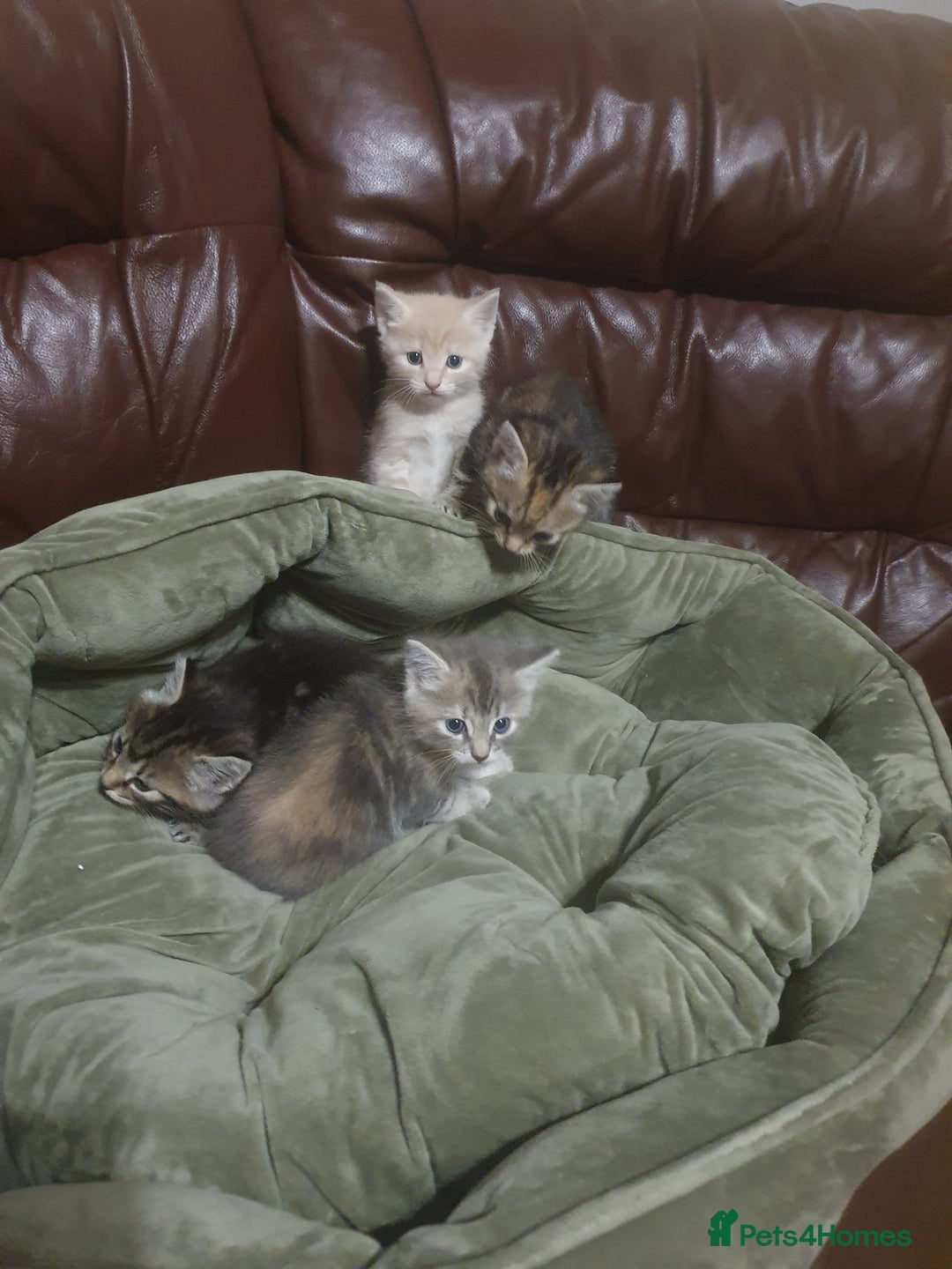 Mixed Breed cats for sale: Miss sijanda  - Image 20