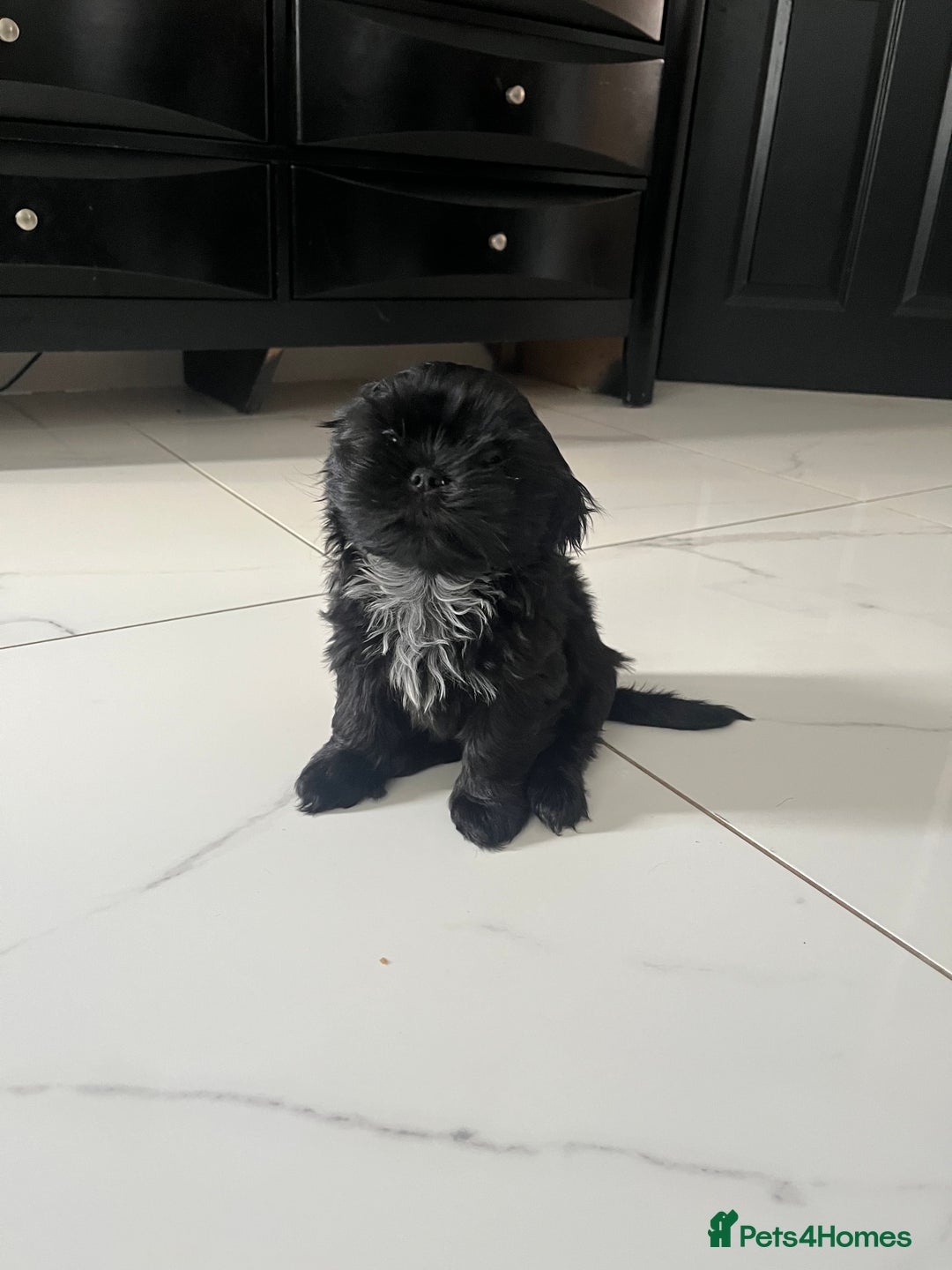 Shih Tzu dogs for sale: Rare solid black imperial Shih Tzu  - Advert 14