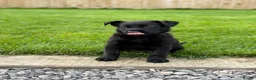 Belgian Shepherd Dog dogs for sale: EXCEPTIONAL WORKING LINE SHEPHERDS! - Advert 19