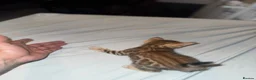 Bengal cats for sale: Pure bengal  - Advert 26