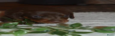Dachshund 1