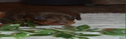 Dachshund dogs for sale: Dachshund pups  - Advert 16
