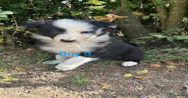 Border Collie dogs - Advert 6